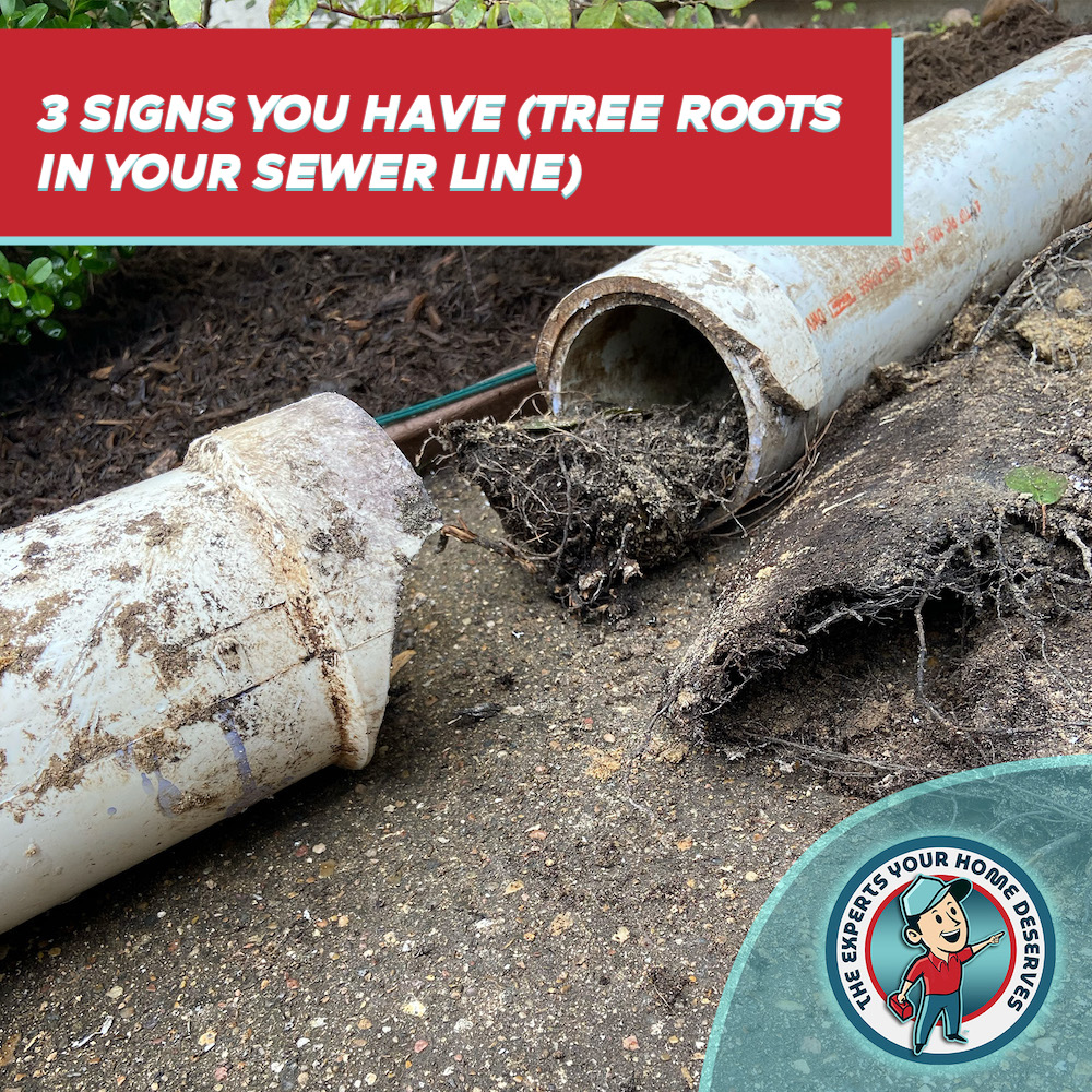 Signs you have tree roots in your sewer line